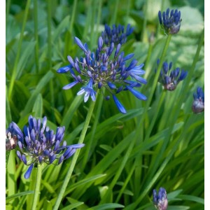 Blühende Liebesblume 'Back in Black' (Agapanthus africanus) im Garten.