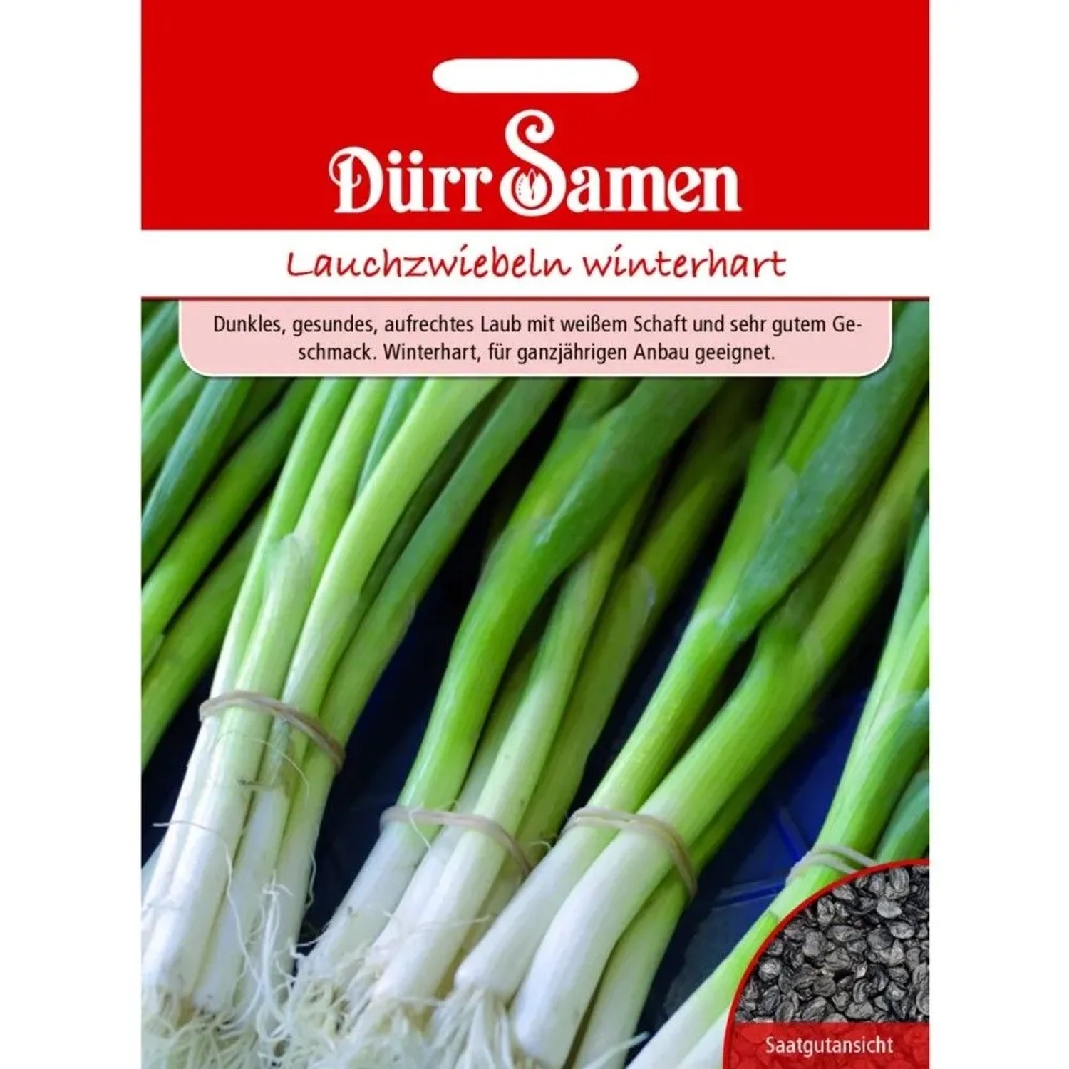 Dürr Samen Lauchzwiebeln Winterhart Saatgut