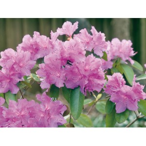 Blühender, lila OBI Alpenrose Rhododendron im Topf. Immergrüne Kübelpflanze für halbschattige Standorte.