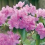 Blühender, lila OBI Alpenrose Rhododendron im Topf. Immergrüne Kübelpflanze für halbschattige Standorte.