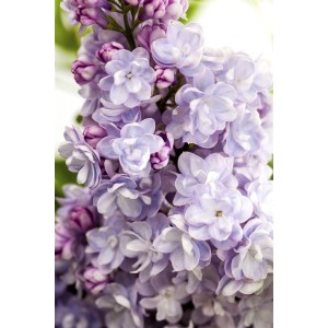 Nahaufnahme von duftenden, violetten Fliederblüten (Syringa Vulgaris 'Michel Buchner').