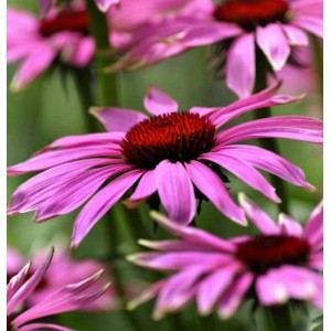 Sonnenhut Little Magnus (Echinacea purpurea) mit pinkfarbenen Blüten und braunem Kegel.