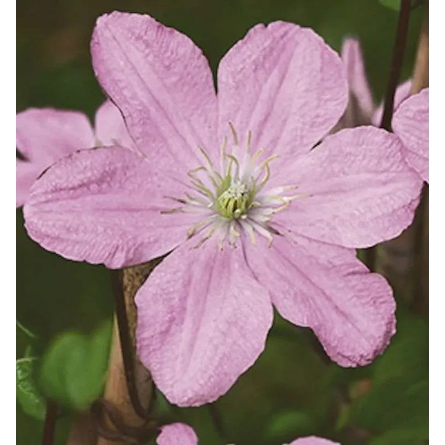 Waldrebe Comtesse de Bouchaud 60-80cm - Clematis