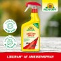 Neudorff Loxiran AF Ameisen-Spray, 750ml Flasche. Zuverlässige Ameisenbekämpfung für Haus und Garten.