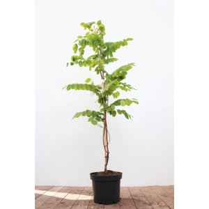 Robinia Hispida Macrophylla Hausbaum (60–100 cm) im Topf mit grünen Blättern.