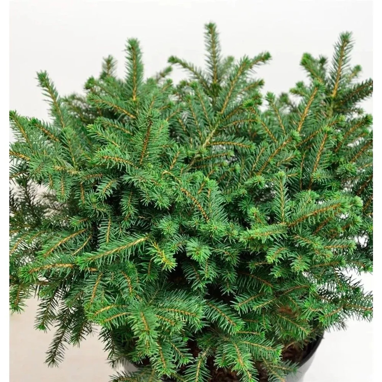 Serbische Kugelfichte Karel 20-25cm - Picea omorika Karel