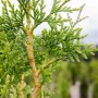 Detailaufnahme einer Thuja plicata 'Excelsa' Heckenpflanze, 125-150 cm hoch, mit grünen Blättern.