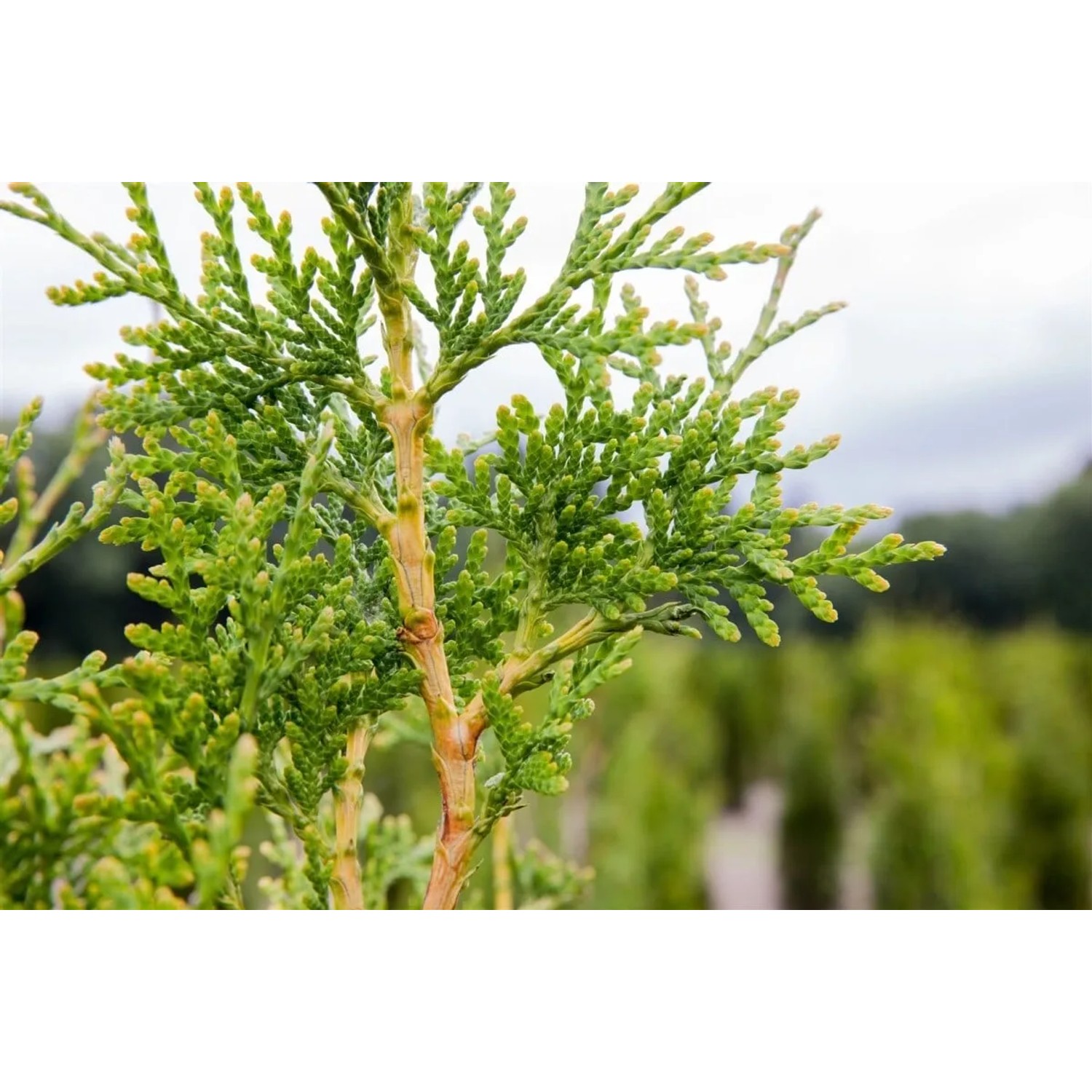 Detailaufnahme einer Thuja plicata 'Excelsa' Heckenpflanze, 125-150 cm hoch, mit grünen Blättern.