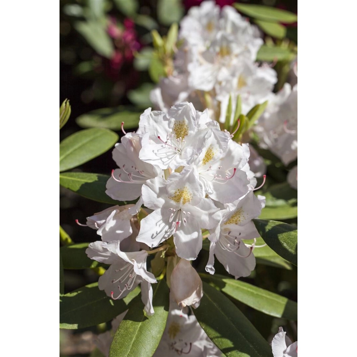 Rhododendron Hybr. Catawbiense Album Weiß 40–50 cm günstig online kaufen