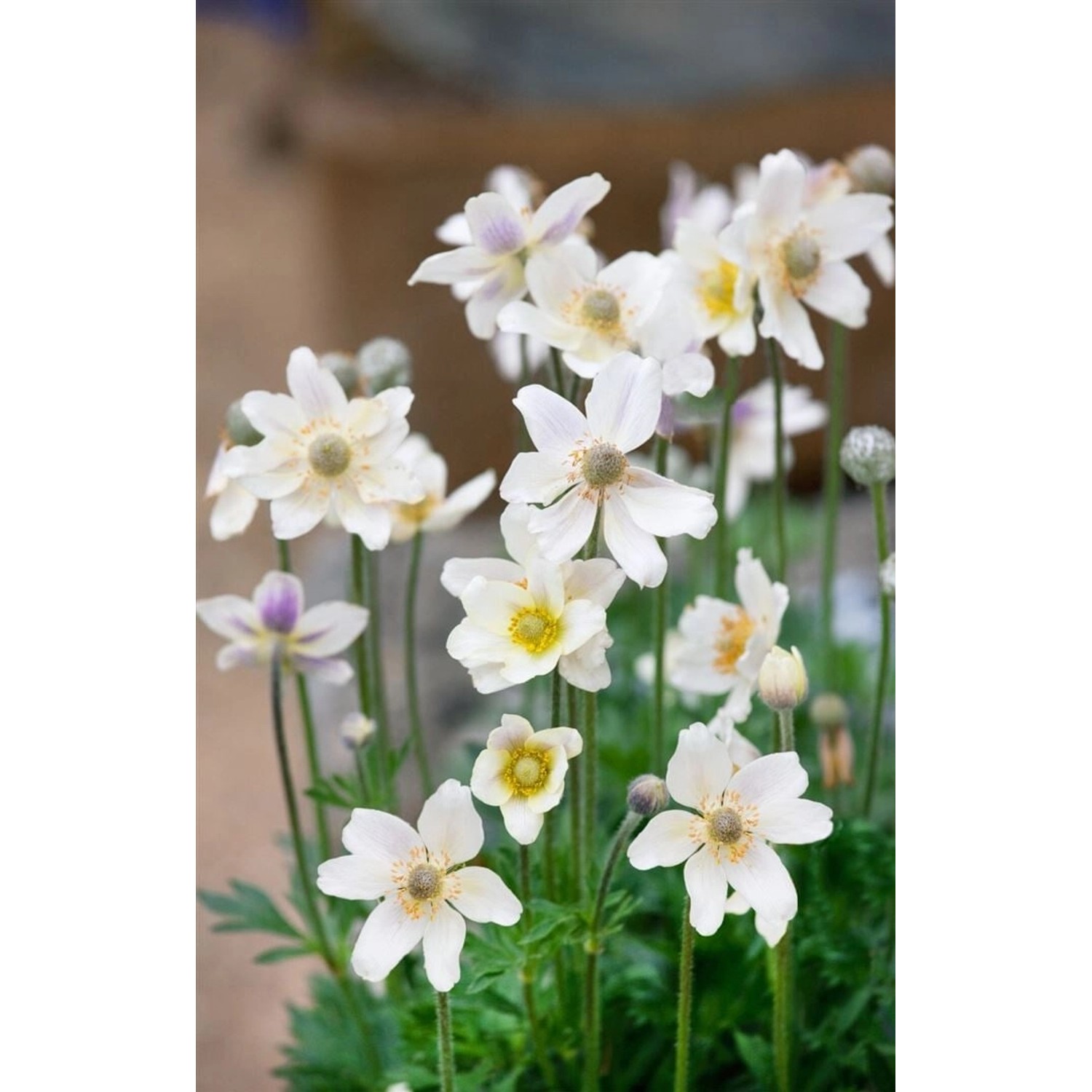 Anemone Multifida Major Berganemone Ca. 9x9 cm Topf günstig online kaufen