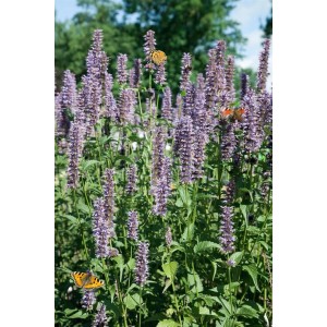 Blühende Agastache Rugosa Black Adder (Duftnessel) im Topf, mit Schmetterlingen.