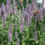 Blühende Agastache Rugosa Black Adder (Duftnessel) im Topf, mit Schmetterlingen.