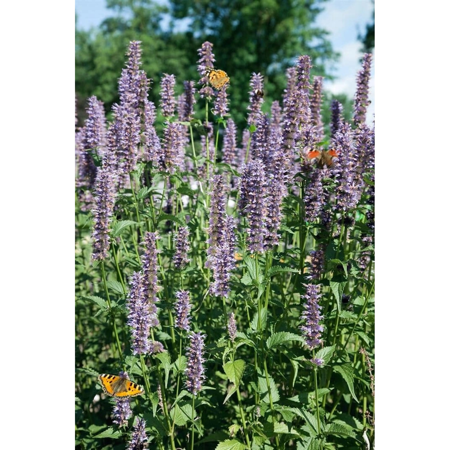 Agastache Rugosa Black Adder Duftnessel Ca. 11x11 cm Topf günstig online kaufen