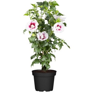 Roseneibisch im Topf mit weißen Blüten und rotem Zentrum, ca. 30-40 cm hoch.