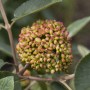 Nahaufnahme: Immergrüner Schneeball Viburnum Rhytidophyllum mit grünen Blättern und Blütenknospen.
