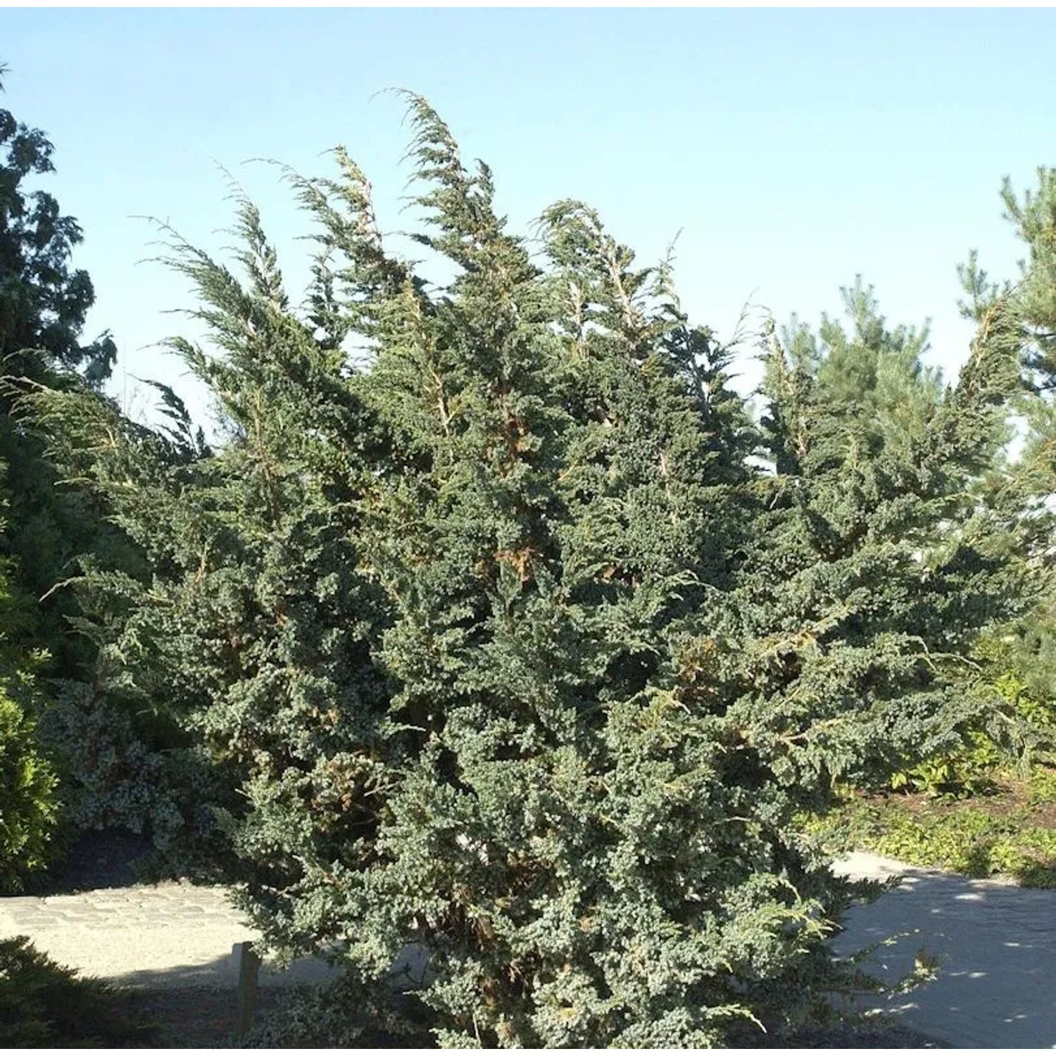 Blauzeder Wacholder 20-25cm - Juniperus squamata