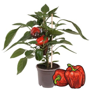 Exotenherz Paprikapflanze mit roten, grünen und braunen Früchten im 14cm Topf.