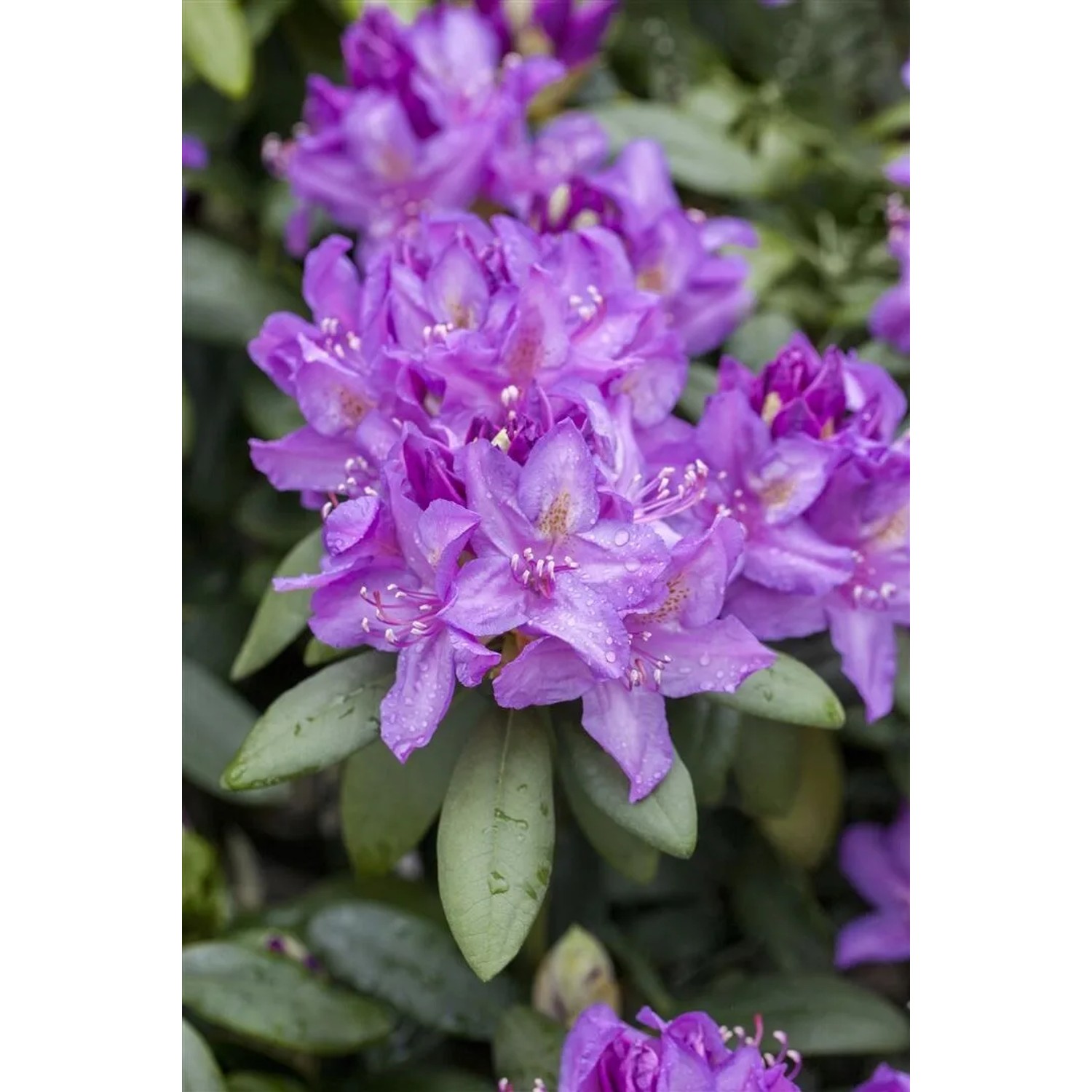 rhododendron nugget pink Jetzt Rhododendron 'Bloombux' ® Pink online kaufen bei Bohlken  Pflanzenversand – Bohlken Pflanzenversand GbR main image 0