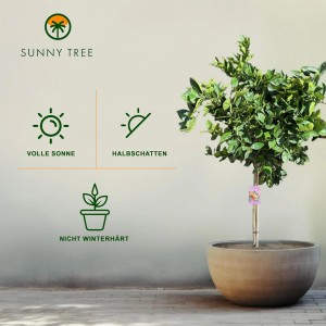 Großer Orangenbaum (160cm) im Topf. Fruchtbildender Citrus Sinensis Obstbaum für Garten & Terrasse.