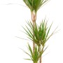 Drachenbaum (Dracaena Marginata) mit 3 Stämmen im Topf, eine dekorative Zimmerpflanze.