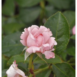 Nahaufnahme einer zartrosa Delbard Rose La Rose de Molinard im Garten.