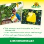 Neudorff Kirschmaden-Falle: Gelbe Leimfalle im Kirschbaum, Frau hält Packung. Biologische Schädlingsbekämpfung.