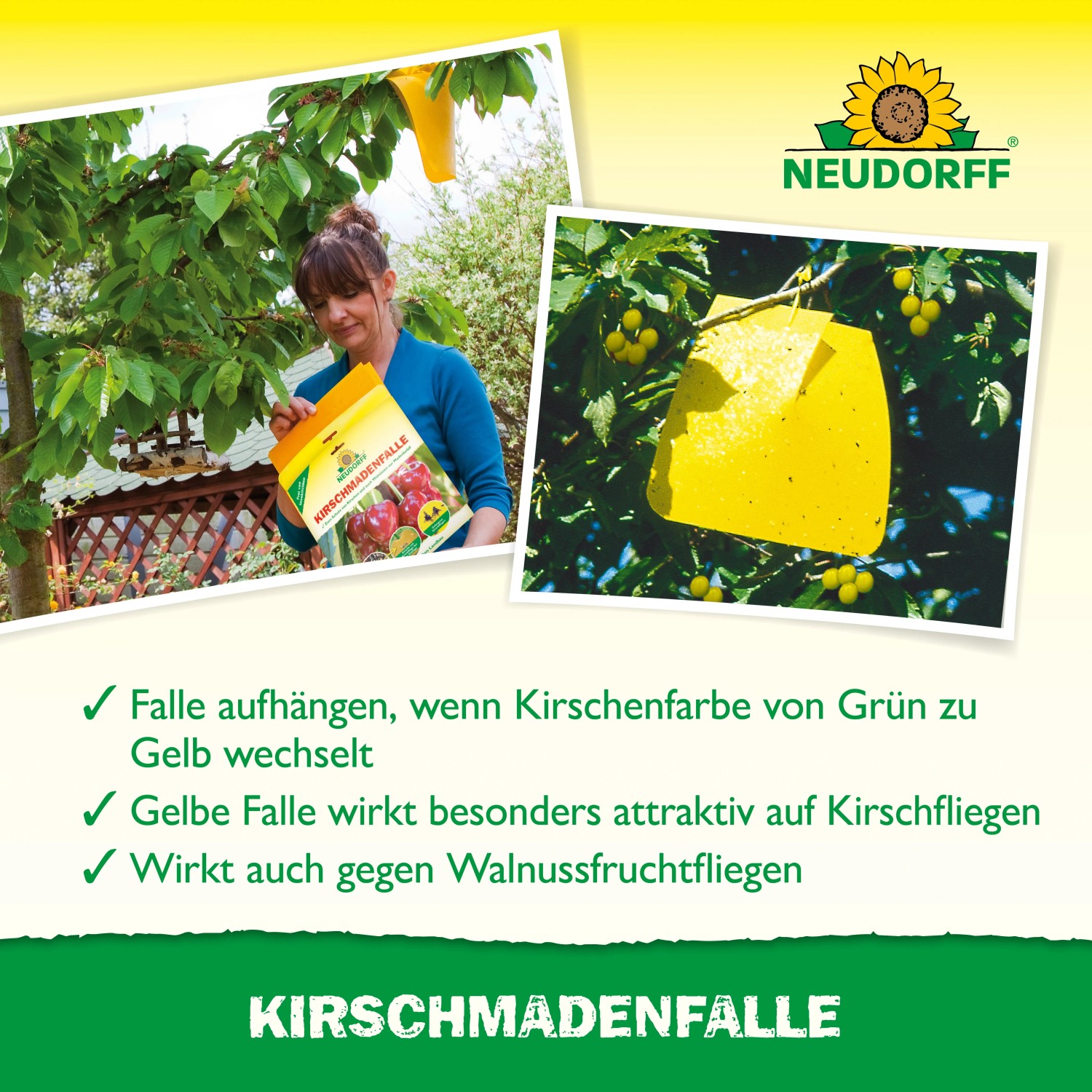 Neudorff Kirschmaden-Falle: Gelbe Leimfalle im Kirschbaum, Frau hält Packung. Biologische Schädlingsbekämpfung.
