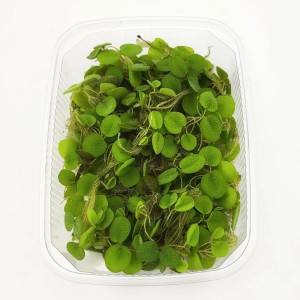 Dennerle Aquariumpflanze Salvinia minima (Kleiner Büschelfarn) in einer transparenten Schale.