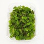 Dennerle Aquariumpflanze Salvinia minima (Kleiner Büschelfarn) in einer transparenten Schale.
