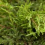 Nahaufnahme des grünen Kriech-Wacholders 'Repanda' (Juniperus Communis), ideal als Bodendecker.