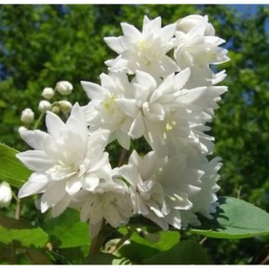 Nahaufnahme des gefüllten Sternchenstrauchs 'Pride of Rochester' mit weißen Blüten.