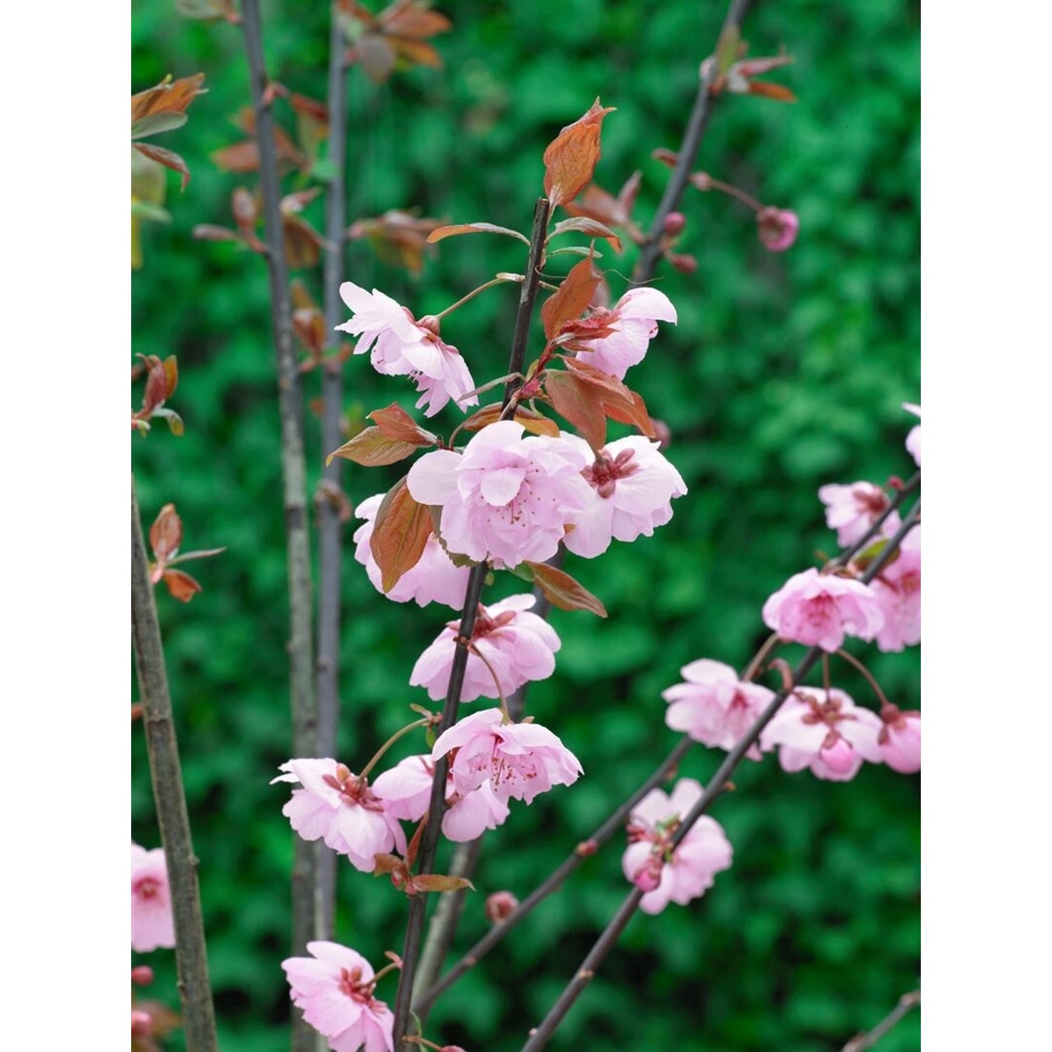Prunus Cerasifera Pleniflora Kirschpflaume Gefüllt 40–60 cm günstig online kaufen
