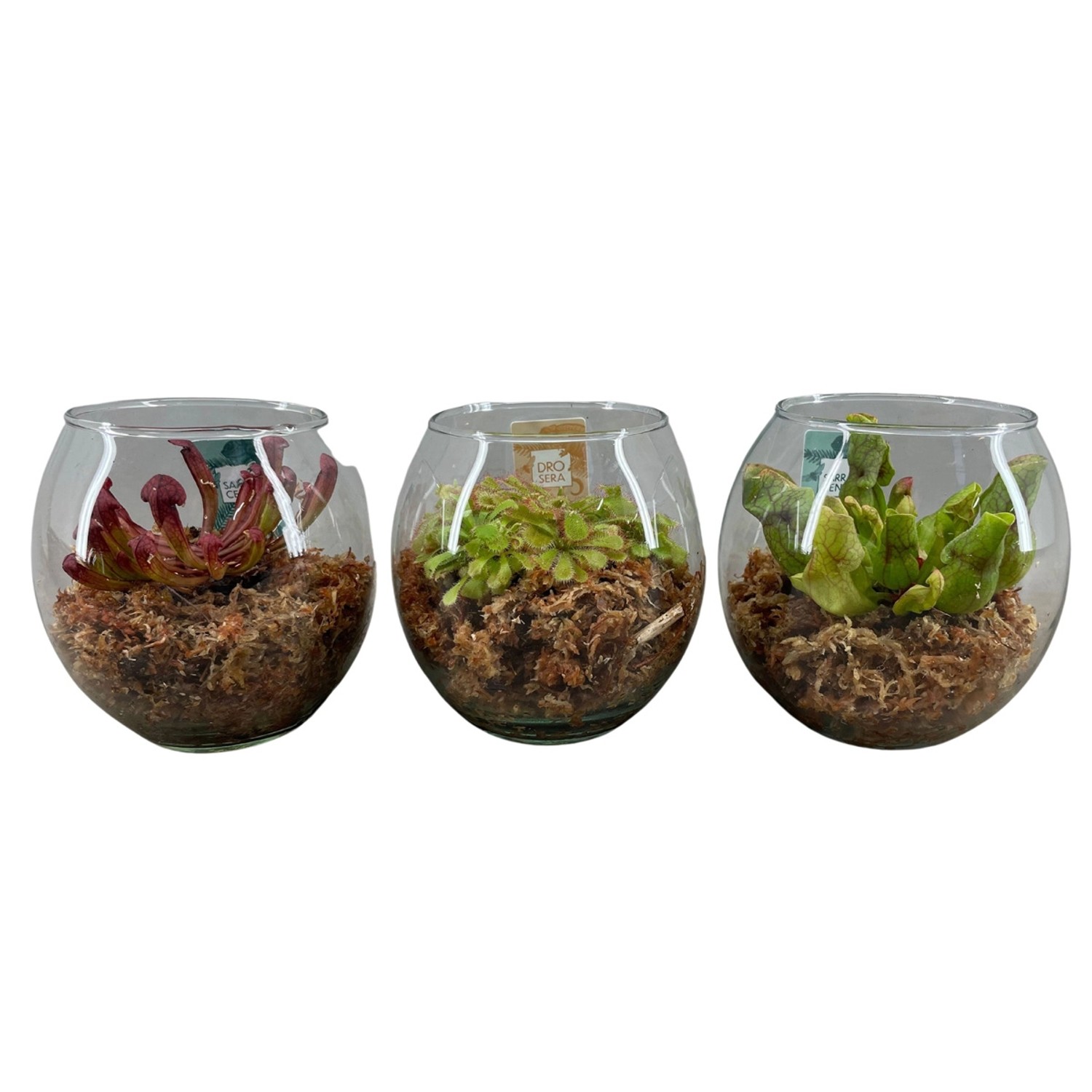 Fleischfressende Pflanze in Sorten im GlasGefäß TopfØ ca. 13 cm