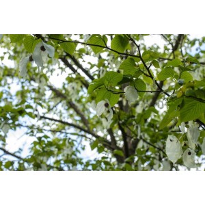 Nahaufnahme eines blühenden Taschentuchbaums (Davidia involucrata) mit weißen Blüten.