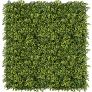 fagus sale Beech Pleached Tree [Fagus sylvatica] for Privacy Screening | Freshly |  Pleached Trees for Sale in the UK | Just Pleachy® | Pleached Trees for Sale  in the UK main image 0