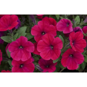 Nahaufnahme von leuchtend pinkfarbenen Petunien (Farbmix) im Topf. Blühende Sommerblumen.