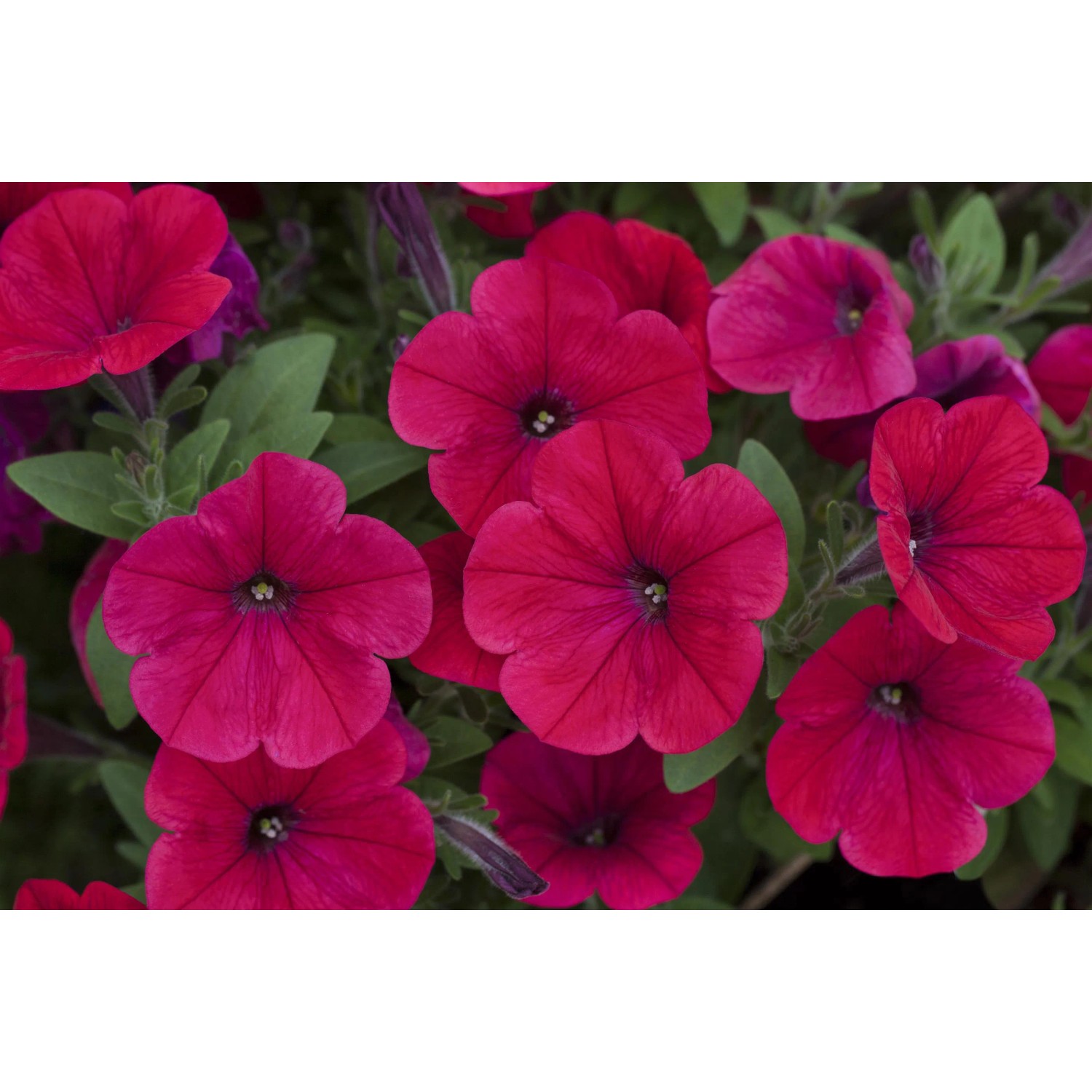 Nahaufnahme von leuchtend pinkfarbenen Petunien (Farbmix) im Topf. Blühende Sommerblumen.