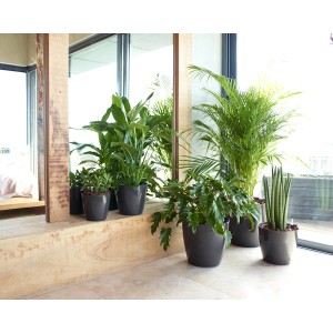 Artevasi San Remo Übertopf, Ø 6 cm, Weiß, mit verschiedenen Pflanzen in Szene gesetzt.