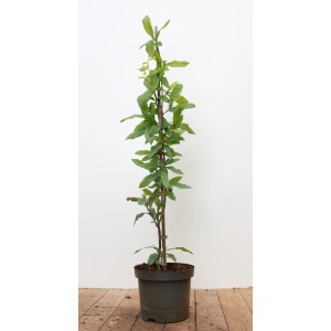 Mispel (Mespilus Germanica) im Topf, 60–100 cm hoch, mit grünen Blättern.