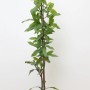 Mispel (Mespilus Germanica) im Topf, 60–100 cm hoch, mit grünen Blättern.