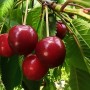 Süßkirsche 'Große Schwarze Knorpel' am Baum mit reifen, dunkelroten Früchten.