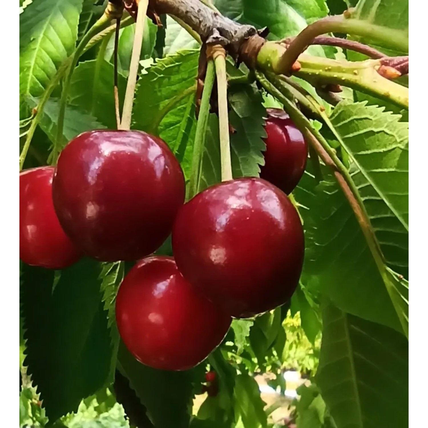 Süßkirsche Große Schwarze Knorpel 100 - 120 cm Prunus avium