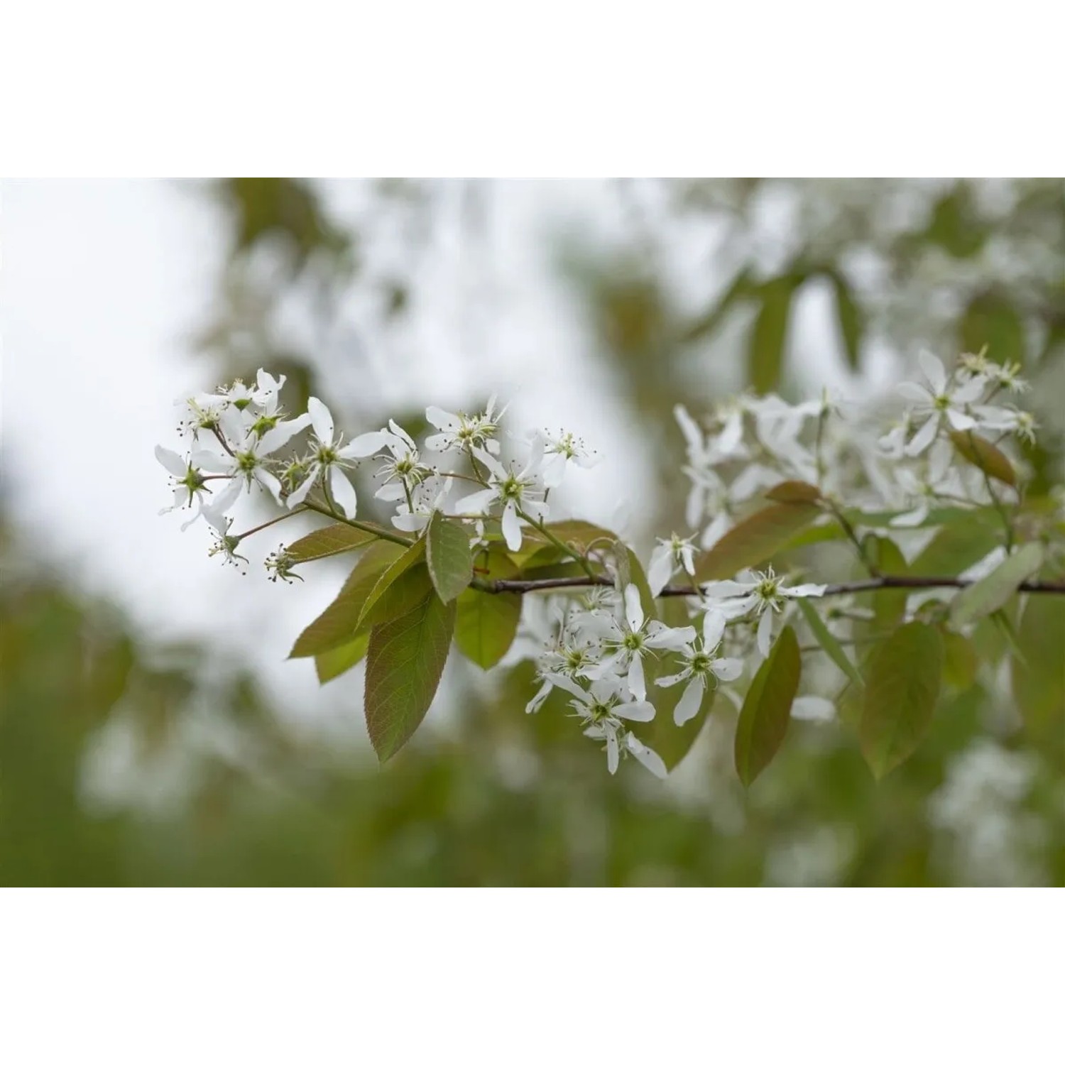 Blühende Kupfer-Felsenbirne (Amelanchier Laevis) mit weißen Blüten und grünen Blättern.