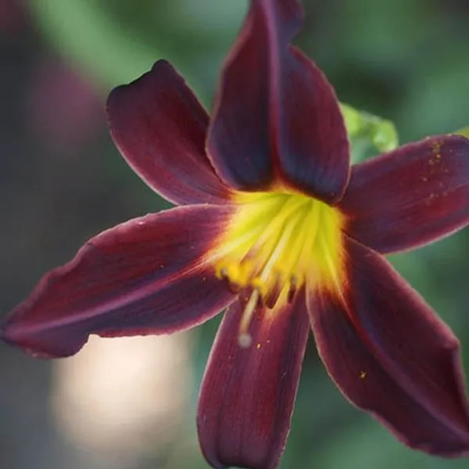 6 x Taglilie 'American Revolution' Hemerocallis Topf 9cm Dunkelrote Blüten