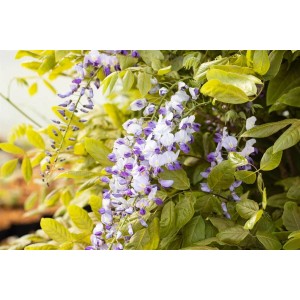 Blühender Japanischer Blauregen 'Macrobotrys' mit langen, blauvioletten Blütenrispen.