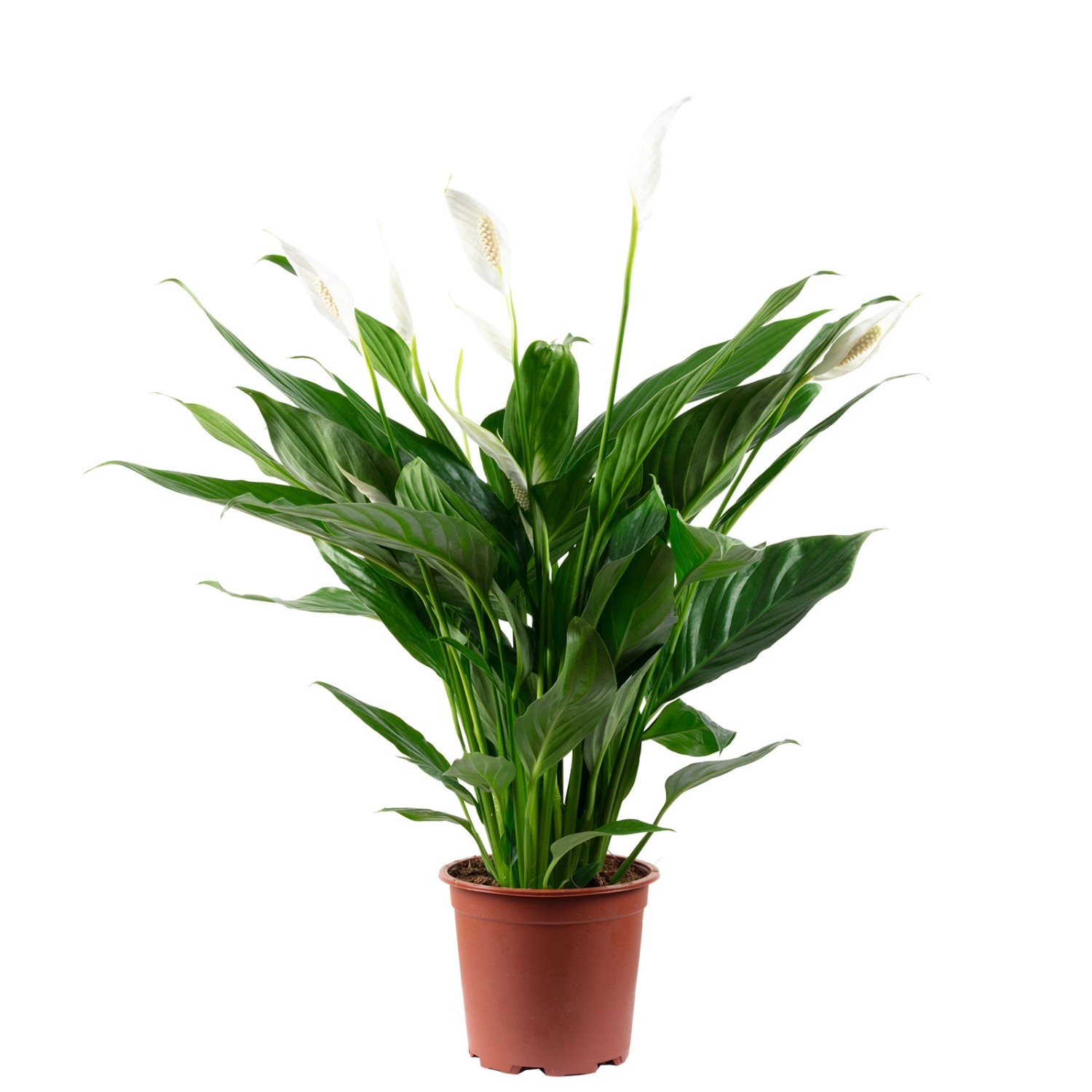 Value Greens Einblatt 4-8 Blüten/Knospen  Luftreinigendes  Spathiphyllum günstig online kaufen