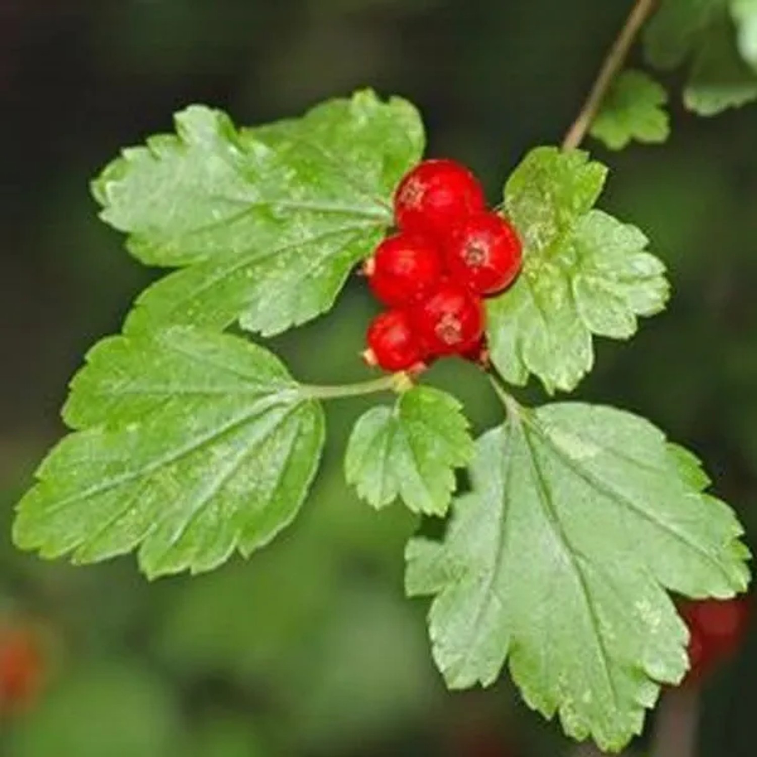 Alpen-Johannisbeere Ribes alpinum 50 bis 60 cm im Container Heckenpflanze