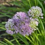 Nahaufnahme von Berg-Lauch (Allium senescens) mit lila Blütenständen im Garten.