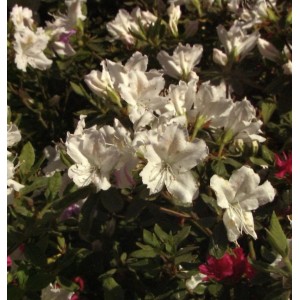 Japanische Azalee Noordtiana 25-30cm - Rhododendron obtusum - Zwerg Alpenrose