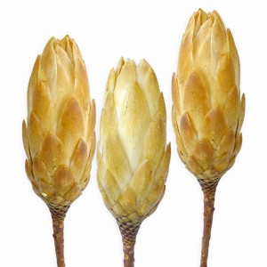 Drei creme-farbene Protea Repens Kunstblumen für Deko und Gestecke.